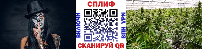 Марихуана OG Kush Нытва